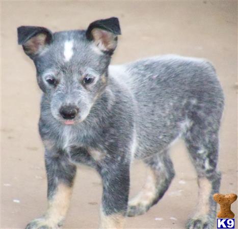 Australian Cattle Dog